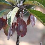 Terminalia stenostachya Fruit
