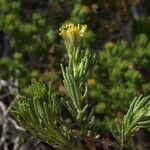 Peucephyllum schottii Fleur