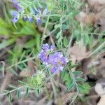 Vicia ludoviciana Flower