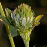 Trifolium squarrosum फूल