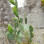 Opuntia stricta Leaf