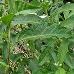 Solanum bonariense Leaf