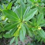 Rhizophora mangle Blatt