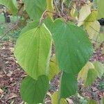 Alangium chinense Leaf