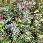 Eryngium alpinum برگ