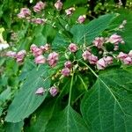 Clerodendrum trichotomum Tervik taim