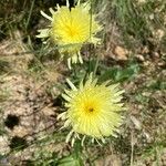 Crepis albidaBlomma