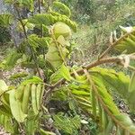 Machaerium biovulatum Leaf