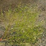 Cycloloma atriplicifolium Habit