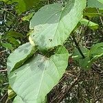 Vernicia fordii Leaf