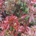 Photinia fraseri عادت داشتن