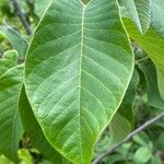 Annona cherimola Leaf