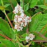 Persicaria campanulata Flower