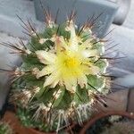 Copiapoa montana Flower