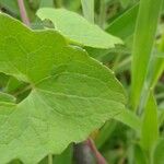 Mikania cordifolia Leaf