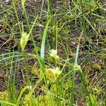 Eriophorum virginicum Fuelha