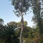 Eucalyptus ovata Kôra
