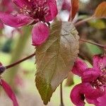 Malus × floribunda पत्ता