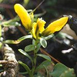 Linum arboreum Natur