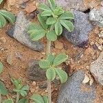 Lotus glinoides Leaf