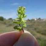 Veronica arvensis Rusca