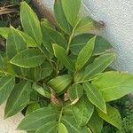 Alpinia purpurata Blatt