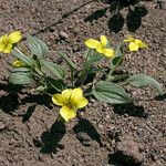 Viola purpurea Hábito