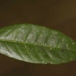 Amanoa guianensis Leht