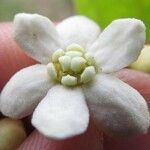 Nectandra ramonensis Çiçek