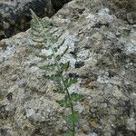 Asplenium fontanum Feuille