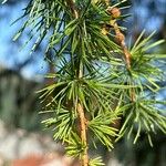 Larix deciduaLeaf