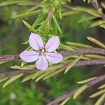 Diosma hirsuta 花