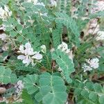 Astragalus australis Levél