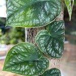 Monstera dubia Ліст