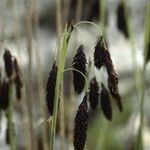 Carex atrofusca Плод