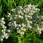 Parthenium integrifolium Kukka