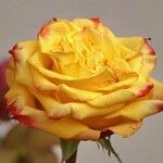 Rosa foetida Blomma