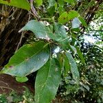 Ficus aurea برگ