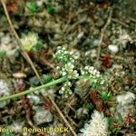 Corrigiola telephiifolia Habitus