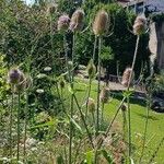 Dipsacus fullonum Συνήθη χαρακτηριστικά