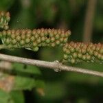 Combretum farinosum Плод