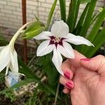 Gladiolus murielae Lorea