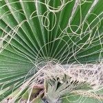 Washingtonia filifera পাতা