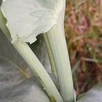 Papaver somniferum Rinde