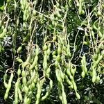 Sophora japonica Fruit