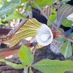Arisaema sikokianum Цветок