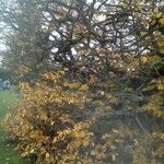 Parrotia subaequalis Hoja