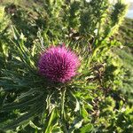 Cirsium andrewsii