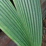 Asplundia insignis Hoja