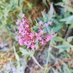 Valeriana angustifoliaFlower